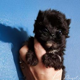 Midnight - Yorkshire Terrier