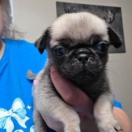Moe - Fawn male Pug puppy in Olin, North Carolina from Piggy Pugs