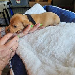 Milo - Chocolate male Dachshund puppy in Strong, Arkansas from Dachshunds R Us