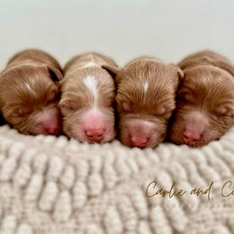 Brown collar - Apricot male Goldendoodle puppy in Madisonville, Kentucky from Carlie and Co. Goldendoodles