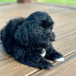 Black Female - Black and white female Shichon puppy in Grand Rapids, Michigan from Great Lakes Teddy Bear Dogs