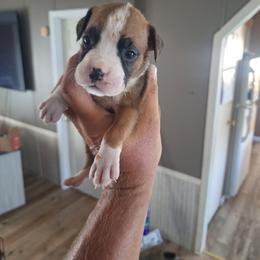Cookie - Fawn female Boxer puppy in Louisville, Kentucky from Nelson’s Fancy Frenchies and Bulldogs