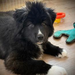 Vesuvius - Black and white male Siberian Husky puppy in Florence, Kentucky from Moonlight Howl Huskies