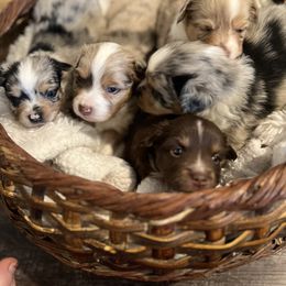 Miniature Australian Shepherd and Toy Australian Shepherd Puppies from Columbia Coast Toy & Mini Aussies