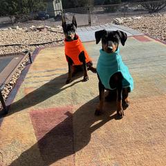 German Pinscher Puppies from LinDee Kennel