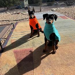 German Pinscher Puppies from LinDee Kennel