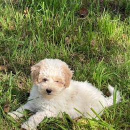 Valor - Parti male Goldendoodle puppy in Cherry Tree, Pennsylvania from Plum Creek Acres Next Generation