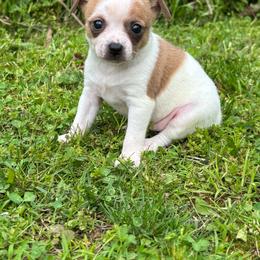 Pedro - Red and white male Chihuahua puppy in Berwick, Pennsylvania from Maras puppies
