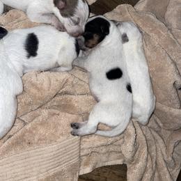Australian Cattle Dog Puppies from Twisted C Heelers