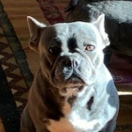 Jubilee IV - French Bulldog