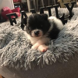 Pomeranian Puppies from Uniting Families Pomeranians