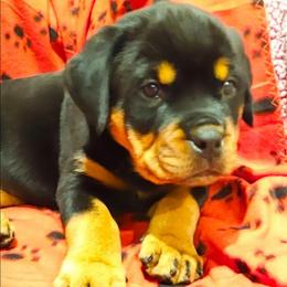 Female 5 Red - Black and rust female Rottweiler puppy in Aspers, Pennsylvania from Vom Uberlegenen Rottweilers