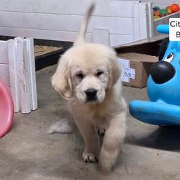 Citra Boy 4 - Light golden male Golden Retriever puppy in Niles, Michigan from Composer Goldens