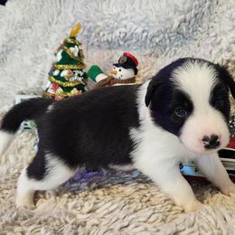 Flint - Black and white male Border Collie puppy in Morgan, Texas from Shooting Star Ranch