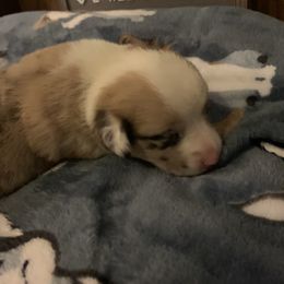 "Marley Red Merle Female " American Corgi Puppies from Mac-Kuz Kennels