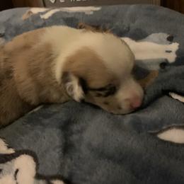 "Marley Red Merle Female " American Corgi Puppies from Mac-Kuz Kennels