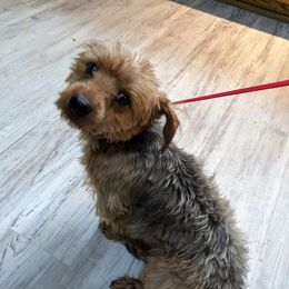 Brody - Yorkshire Terrier