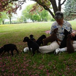 Doberman Pinscher Puppies from Laurel Vail