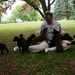 Doberman Pinscher Puppies from Laurel Vail