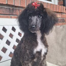 Agouti Girl - Sable female Poodle puppy in Cypress Inn, Tennessee from Nine Pines Poodles