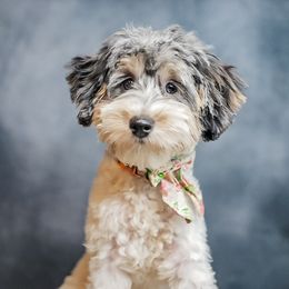 Bernedoodle, Goldendoodle, Schnoodle, and Sheepadoodle Puppies from Boise Doodle Co.