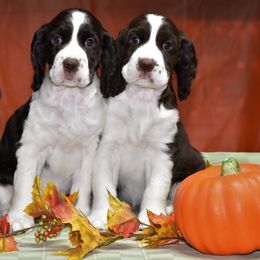 English Springer Spaniels from Wuerlwind English Springer Spaniels