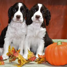 English Springer Spaniels from Wuerlwind English Springer Spaniels