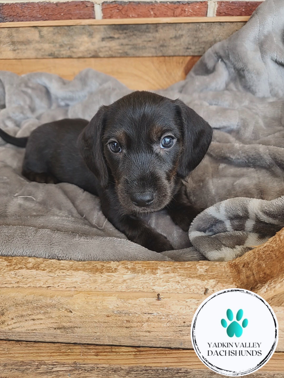 Dachshund Puppies from Yadkin Valley Dachshunds