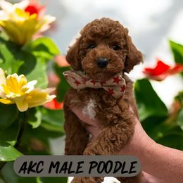 Guava - Red  male Poodle puppy in South Jordan, Utah from Diamond Companions