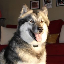 Siberian Huskies from DarkSideK9's