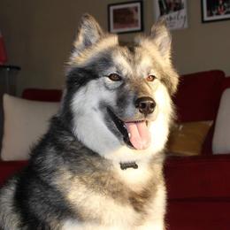 Siberian Huskies from DarkSideK9's