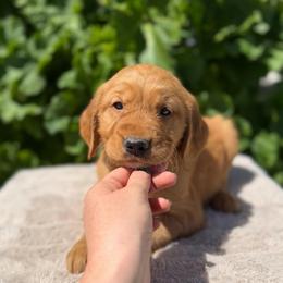 Silver - Dark golden male Golden Retriever puppy in Utah from Deseret Peak Goldens