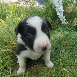 (Zola) Zola - Black and white female Border Collie puppy in Max, Nebraska from Stag Valley Homestead