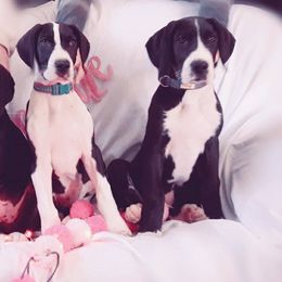 Great Dane Puppies from Danu Danes