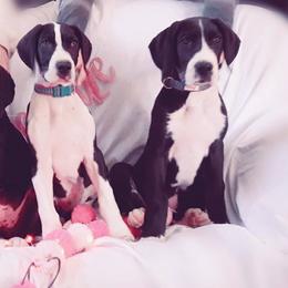 Great Dane Puppies from Danu Danes