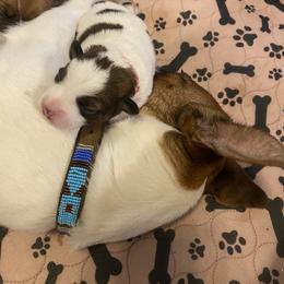 Golden Retriever and Jack Russell Terrier Puppies from Shelby Burleson's Golden Retrievers and Jack Russell Terriers