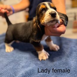 Female1 - Black tan and white female Basset Hound puppy in Hudson, Michigan from Bachman’s Kennel