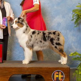 Sawyer - Australian Shepherd