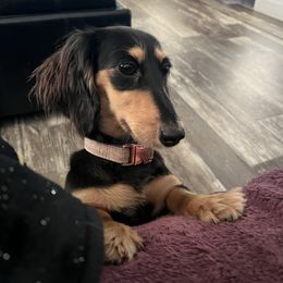 Nova - Dachshund