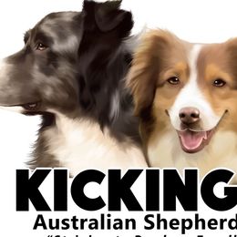 Australian Shepherds from Kickin K Aussies - NC