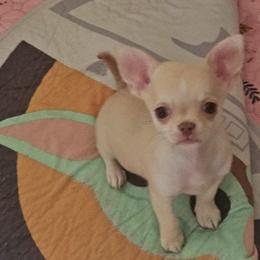 Teddy - Fawn male Chihuahua puppy in Joliet, Illinois from Chihuahua and frenchie favs
