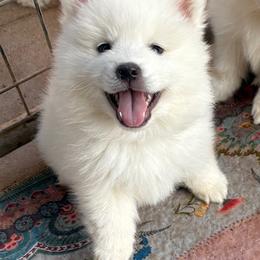 American Eskimo Dogs from Jan Palmer