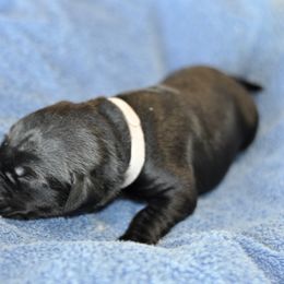 Labrador Retriever Puppies from Loudon's Labradors