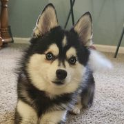 Blaze - Alaskan Klee Kai