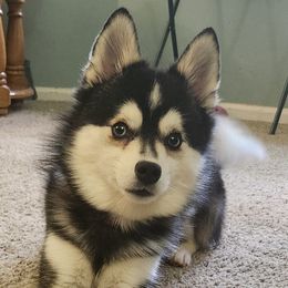 Blaze - Alaskan Klee Kai
