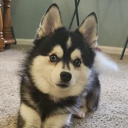 Blaze - Alaskan Klee Kai