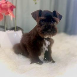 Addikus - Liver male Miniature Schnauzer puppy in Overton, Texas from Beards & Bows Schnauzer Farm