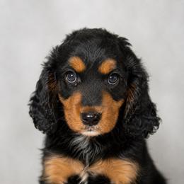 Onyx - Merle male Cavapoo puppy in Knoxville, Tennessee from Duke’s Forever Doodles