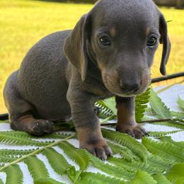AKC Male 2900 - Blue and tan male Dachshund puppy in Summerville, South Carolina from Funk's Four-Legged Friends