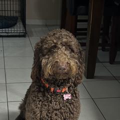 Goldendoodle Puppies from Dem GoldenDoodles